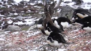 Skua eats chick penguin [upl. by Anibor350]