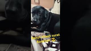 Ye kali kali Aankhen😎😮 bollywood song labradoor doglover 2024 [upl. by Attenauq]