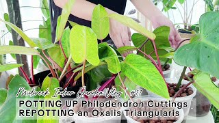 Midweek Indoor Garden Vlog 11  POTTING UP Philodendron Cuttings  REPOTTING an Oxalis Triangularis [upl. by Ynohtnael]