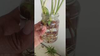 Philodendron growing hydroponics The Best Indoor Plants For Oxygen Live shortsfeed viral shorts [upl. by Dorri]