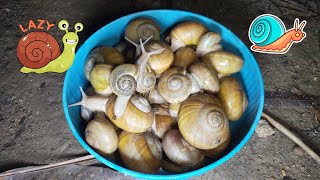 Snails walk after rain so cute all snail baby bigsnail [upl. by Forster]