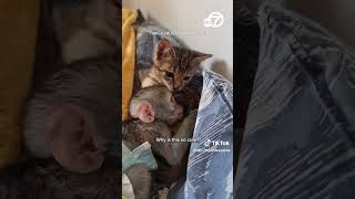 Orphaned baby monkey and rescue kitten become inseparable [upl. by Ened438]