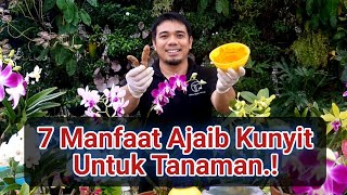 Manfaat Kunyit Untuk Tanaman Dan Hobi Berkebun Tips Agar Tanaman Sehat dan Subur manfaat kunyit [upl. by Atnuhs110]