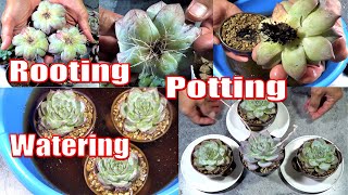 HOW TO Root Pot and Water NEW SUCCULENTS [upl. by Haleelahk]