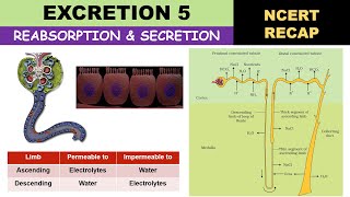 Excretion 5  Selective Reabsorption amp Selective Secretion  Urine formation  Function of PCT amp DCT [upl. by Aehsan837]