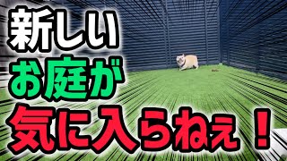 新しい庭が気に入らず脱糞しまくる愛犬達 [upl. by Asir]