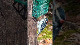 Northeast resident birds Downy Woodpecker Redbellied Woodpecker Blue Jay Chickadee Titmouse [upl. by Ha]