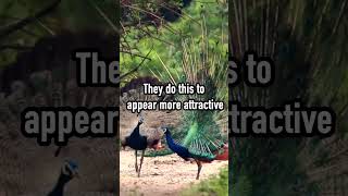 Male Peacocks Fake Success To Win Over Their Mates [upl. by Einamrej]