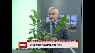 Los secretos para tu limonero de cuatro estaciones [upl. by Marden]