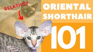 The Oriental Shorthair Cat 101  Breed amp Personality [upl. by Greysun]