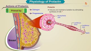 Physiology of prolactin Animation  Endocrine Physiology USMLE Step 1 [upl. by Daegal]