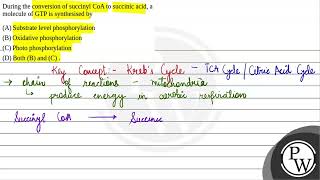 During the conversion of succinyl CoA to succinic acid a molecule of GTP is synthesised by 1 [upl. by Lipsey]