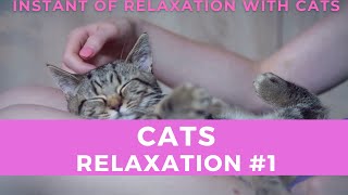 Relaxation with Cats AntiStress 1 [upl. by Niatsirhc]