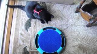 Cat Toy Incredible Motor Mouse [upl. by Yvaht678]