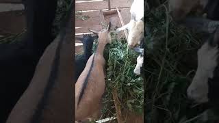 How to feed goats with Lab Lab pastures goatsfaming goatlandfarms goatmeat [upl. by Ayikur]