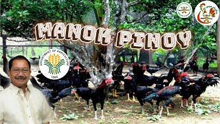 Part1 Philippine free range chicken guide for beginners  free range chicken farming Philippines [upl. by Platto463]