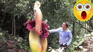 10 Carnivorous Plants Eat Everything From Insects to Mammals [upl. by Etakyram]