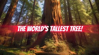 Meet Hyperion The Worlds Tallest Tree [upl. by Rossi]