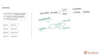 Transition of exarch bundles of root to endarch bundles of stem occurs in  12  NEET  BIOLOGY [upl. by Airotna]