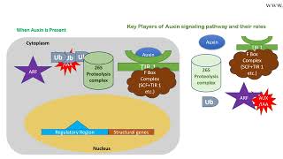 Auxin signaling pathway animation [upl. by Aurie]