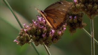 Pollinators in Oklahoma attracting and protecting them [upl. by Toomay]