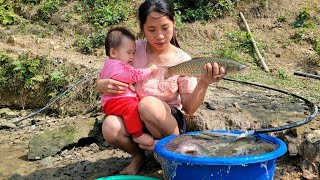 The process of a single mother Harvesting Snail Fish to sell Cooking  Young children [upl. by Camille]