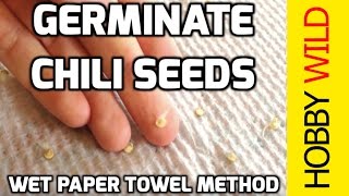 HOW TO GERMINATE CHILI SEEDS Wet Paper Towel Method [upl. by Darrick]