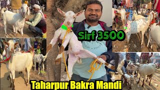 3500 में ले बरबरी बच्चें  Taharpur Bakra Mandi Moradabad live update with price 3 Dec 2024 [upl. by Aisac]