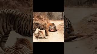 two tiger fighting for their meal tiger tigerfight junglesafari wildlife tigersafari [upl. by Aprile]