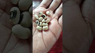 Black Eyed Cowpea from my garden alggardening youtubeshorts blackeyedcowpea [upl. by Sloan]