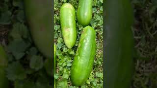 Harvesting Cucumbers in my Backyard Garden shorts harvesting Cucumbers [upl. by Chao]