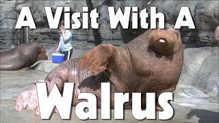 Indianapolis Zoo Walrus  The Friday Zone  WTIU  PBS [upl. by Nnayelsel726]