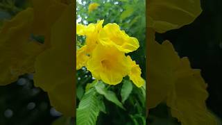 Grow Yellow Elder  Yellow Bells  Esperanza Plant from Seed Tecoma stansGolden trumpet tree Plant [upl. by Archer]