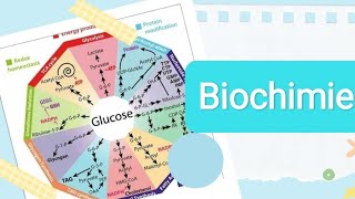 La biochimie  نصائح و مصادر سنة اولى طب 💙 [upl. by Acnairb]