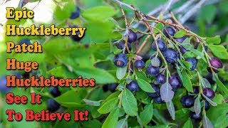 How To Identify Huckleberries And Huckleberry Bushes  Best Huckleberry Patch  HUGE HUCKLEBERRIES [upl. by Heid307]