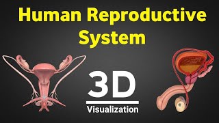 Human reproduction 3d human reproductive system 3d male amp female reproductive system NEET 2024 [upl. by Emoraj]