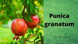 Punica granatum [upl. by Uzial884]