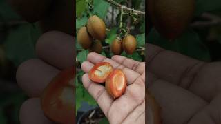 Peanut butter plant 🤤 garden maadithottam peanutbutter viral shorts trending trend fyp [upl. by Ailugram352]