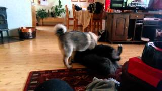 Norwegian elkhound and husky playing [upl. by Glover]