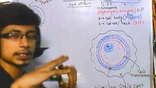 Developmental biology part 4  sea urchin fertilization [upl. by Tadich]