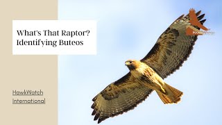 Whats that Raptor Identifying Buteos [upl. by Ogeid559]