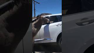 The Donkeys of Oatman Arizona 🫏 [upl. by Llenaej]