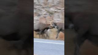 Big Horn Rams Butting Heads in Big Thompson Canyon [upl. by Reg]