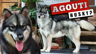 WHAT is an AGOUTI SIBERIAN HUSKY [upl. by Inamik59]