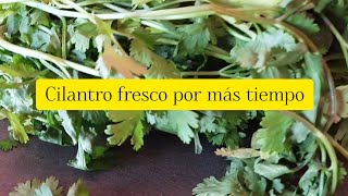 como conservar cilantro fresco por mucho tiempo [upl. by Vookles]