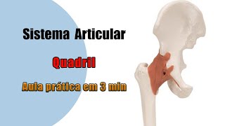 Quais são os Ligamentos da Articulação do Quadril  Anatomia Humana  Anatomia [upl. by Gazo965]