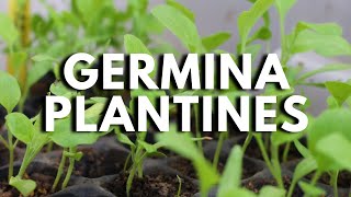 GERMINACIÓN RÁPIDA de PLANTINES ¿Como hacerlo [upl. by Maurey457]