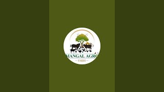 How to extract safflower oil Mangal Agro Farm is live [upl. by Pomfrey]