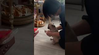 MY MOM MADE MY DOG PRAY 🐶🤣🙏🏻 [upl. by Vannie354]