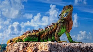 5 Tipos De Iguanas Que Te Impactaran [upl. by Nylanaj56]